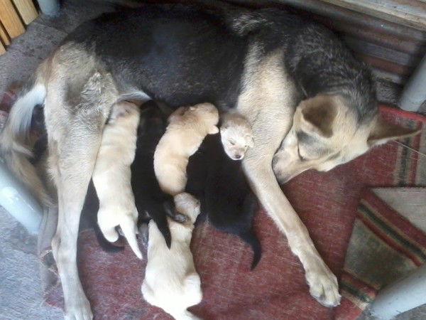 Борис Золотницкий