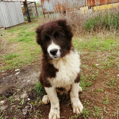 Карим Ессалиев