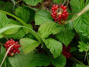 Михаил Копытов