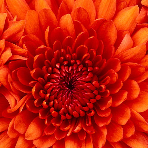 Анна Кутузова