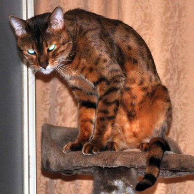 Денис Федоров