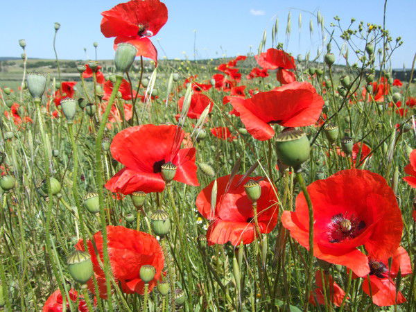 Ольга Билозор