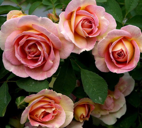 Гульнар Жумабаевна Мусина