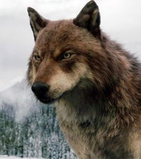 Вадим Шохин