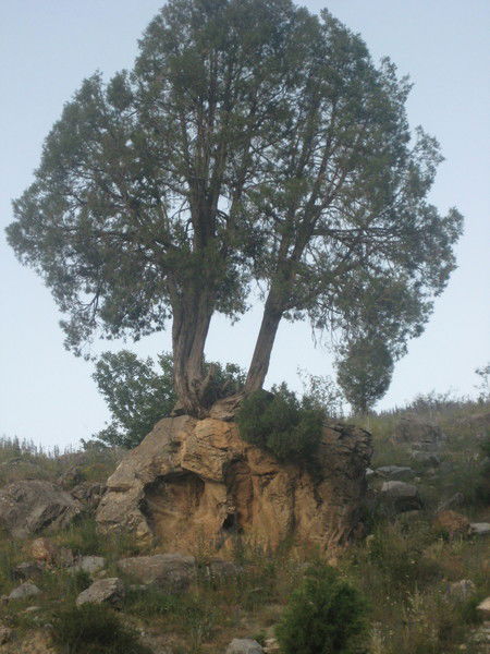 Рыскулбек Зулушев