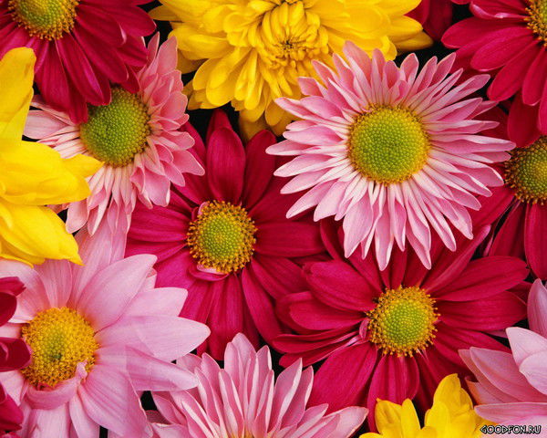 Розалия Бикбулатова