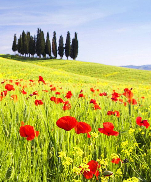 Виктория Васильева