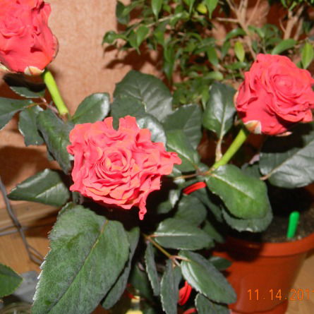 Людмила Вивдыч