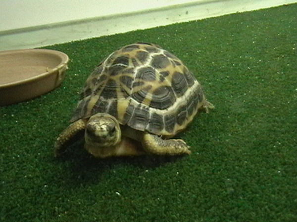 Мария Князева