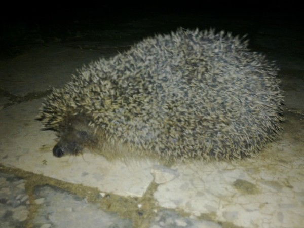 Ольга Гришакина