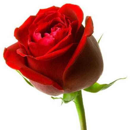 Зульфия Абдуллина-Синенко