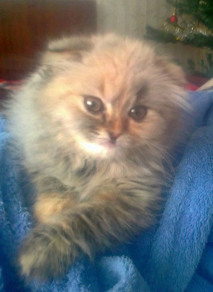 Линок Долгина