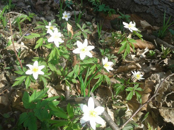 Ирина Шумская