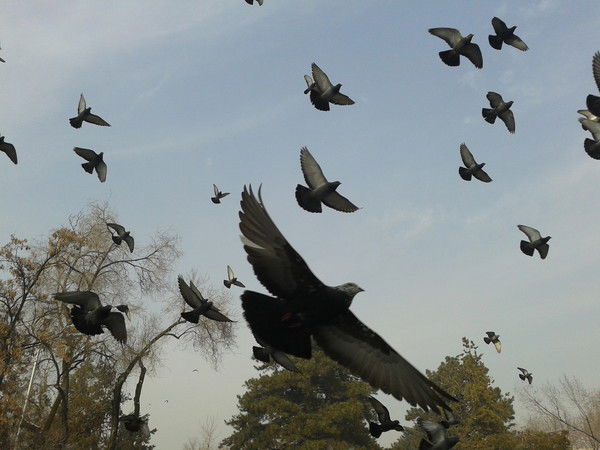 Дарига Номанова