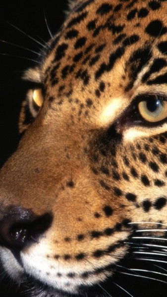 Ификратова Елена