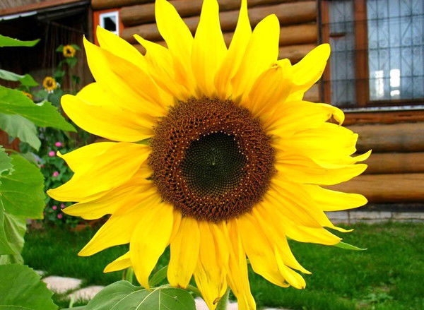 Влад Данилов