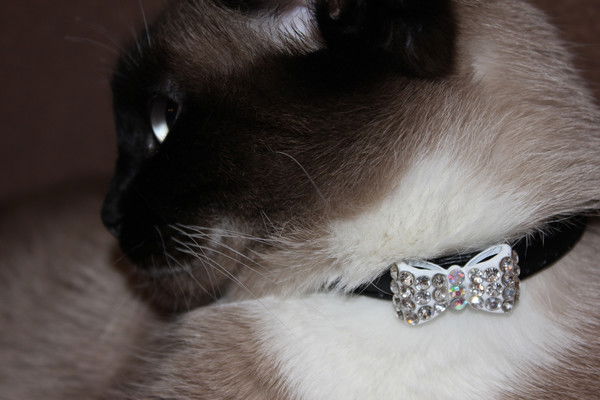 Алекс Штирлиц