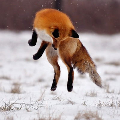 Виктория Даронина