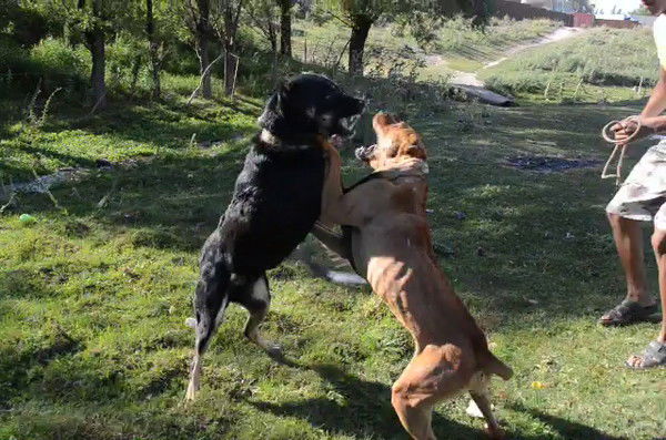 Алабай Против Пита