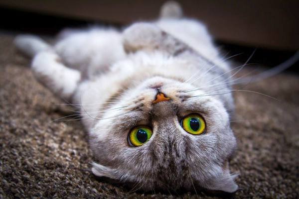 Екатерина Котова