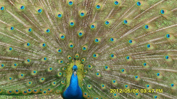 Нелли,николай Захлеба