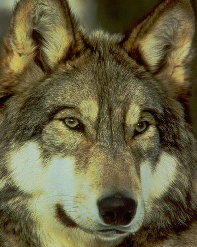 Александр Годлевский