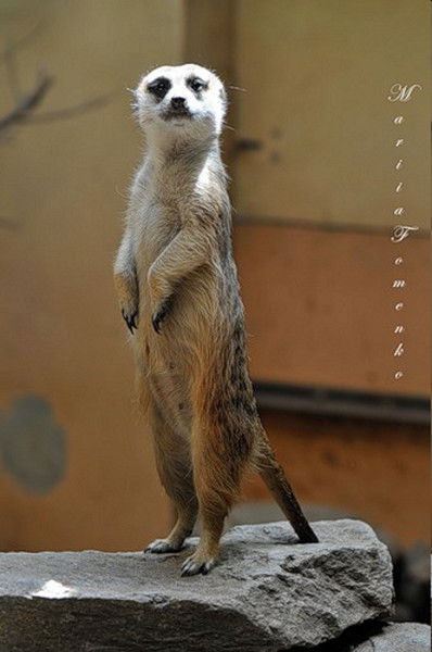 Катёнок Shkwarun