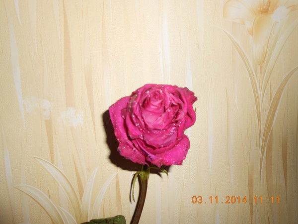 Юлия Паречина