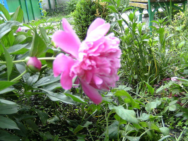 Ольга Василенко