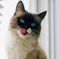 Анна Шахова