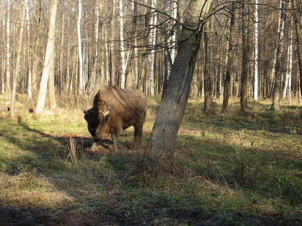 Николас Загагулькин