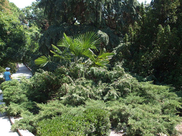 Елена Васильева