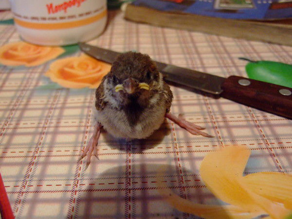 Игорь Кухлевский