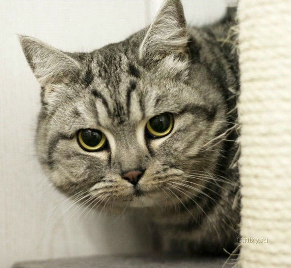 Андрей Мочалов