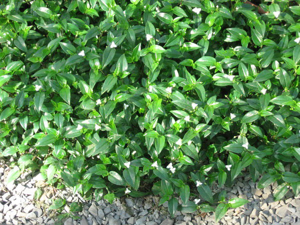 Наталья Хромова