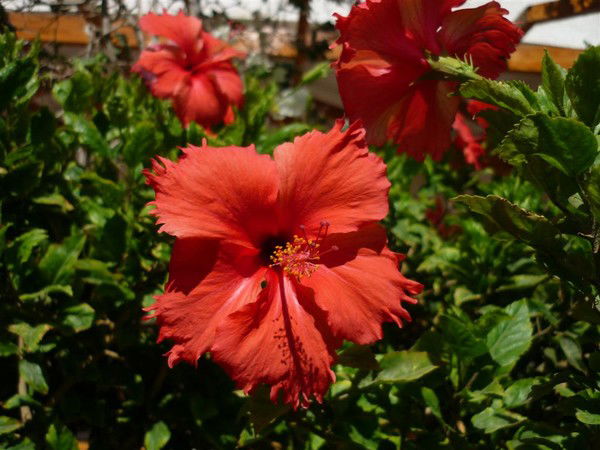 .юся Астахина