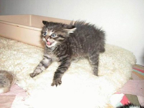 Дмитрий Галкин