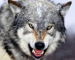 Александр Соколов