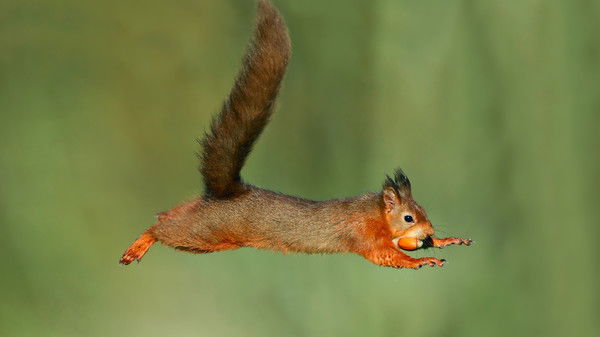 Наталья Грибовская (Кузьковая)