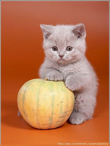 Надежда Пархоменко