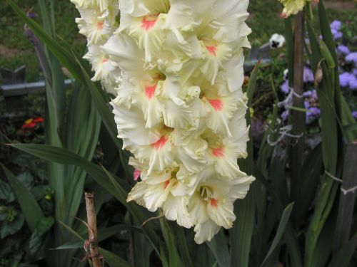 Лариса Грачева