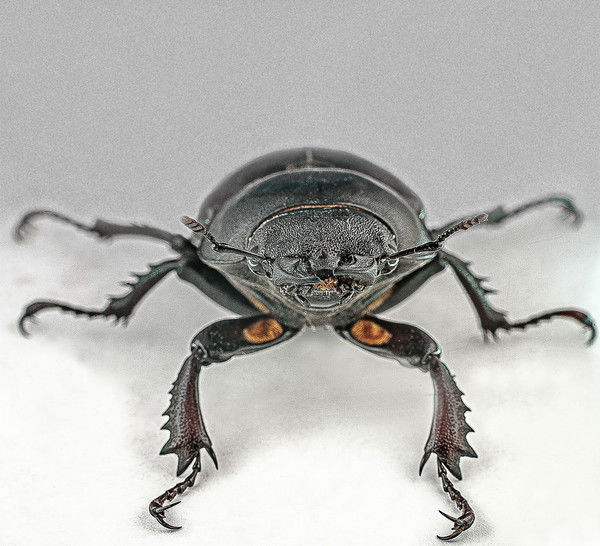 Анатолий Момотов