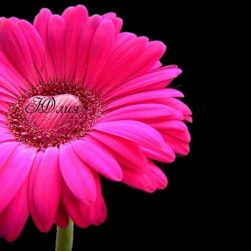 Юлия Ибитаева