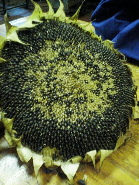 Богдан Перваченко