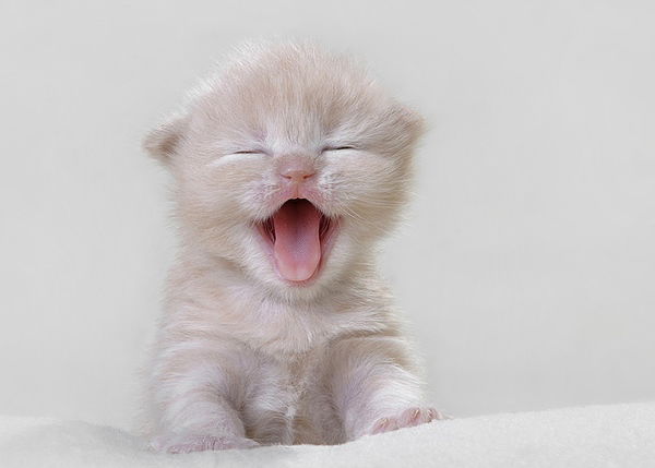 Борис Зверь Монойло