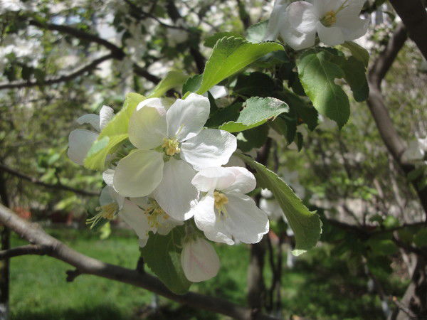 Ксюша Здоровцова