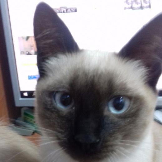 София Контева