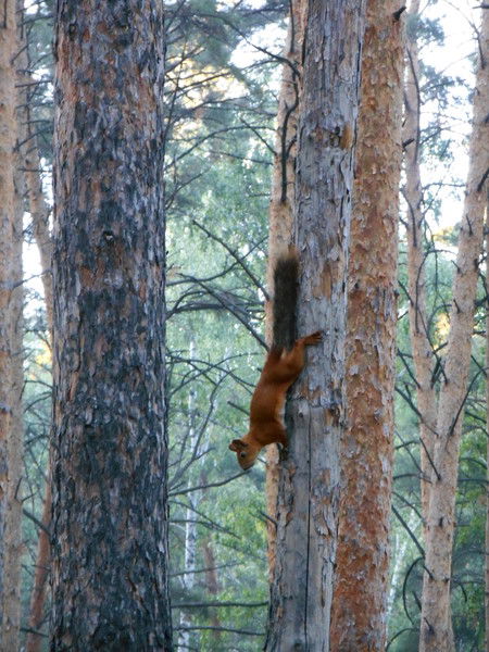 Марина Бычковская