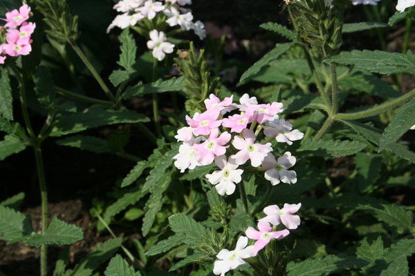 Земфира Иргалеева