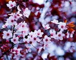 Гульназ Умарова